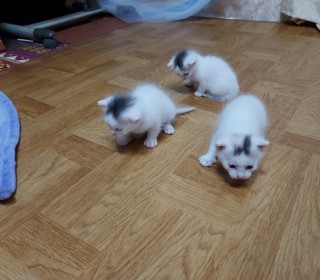 한국 고양이 무료분양