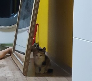 한국 고양이 무료분양