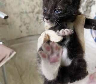 한국 고양이 무료분양