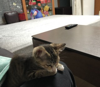 한국 고양이 무료분양