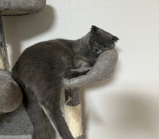 스코티쉬 폴드 무료분양