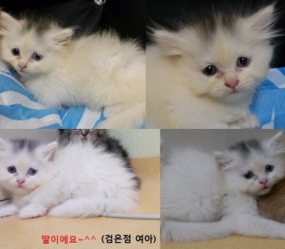 페르시안 무료분양