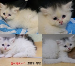 페르시안 무료분양