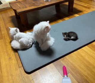 한국 고양이 무료분양