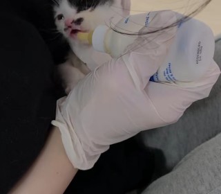 한국 고양이 무료분양