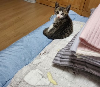 한국 고양이 무료분양