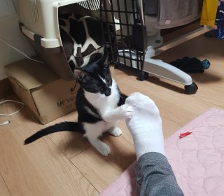 한국 고양이 무료분양