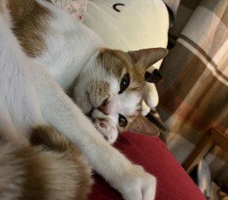 한국 고양이 무료분양