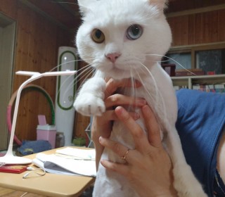 기타 무료분양