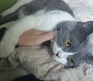 한국 고양이 무료분양