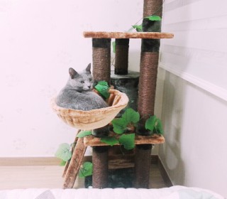 러시안 블루 무료분양