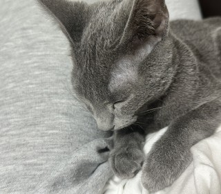 러시안 블루 무료분양