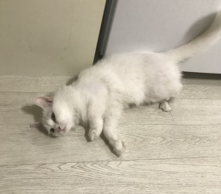 한국 고양이 무료분양