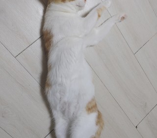 한국 고양이 무료분양