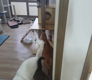  무료분양