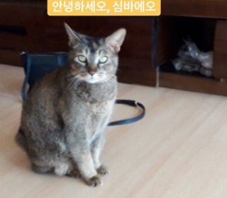 한국 고양이 무료분양