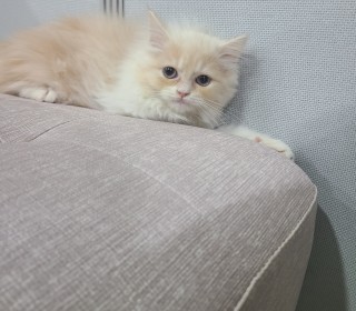 페르시안 무료분양