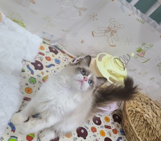 렉돌 무료분양