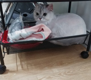 페르시안 무료분양