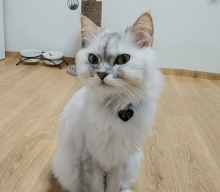 페르시안 무료분양