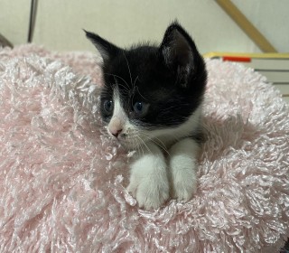 한국 고양이 무료분양