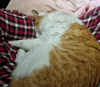한국 고양이 무료분양