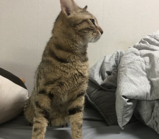 스코티쉬 폴드 무료분양