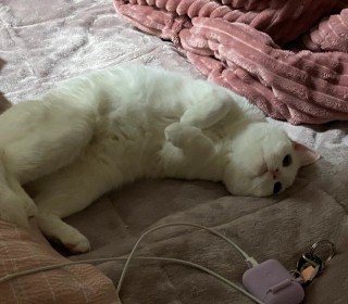 터키쉬앙고라 무료분양