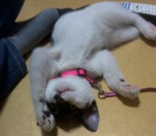 한국 고양이 무료분양