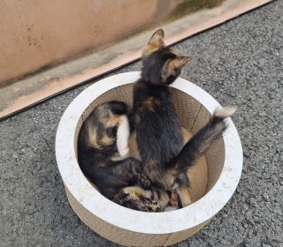 한국 고양이 무료분양