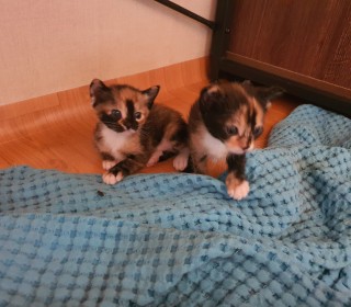 한국 고양이 무료분양
