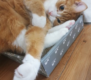 기타 무료분양