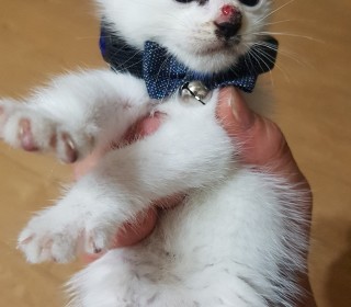 한국 고양이 무료분양