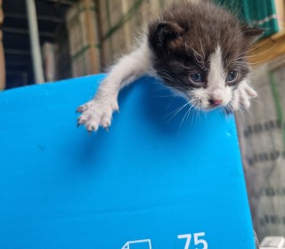 한국 고양이 무료분양