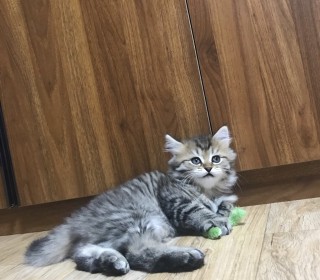 기타 무료분양