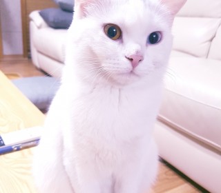 터키쉬앙고라 무료분양