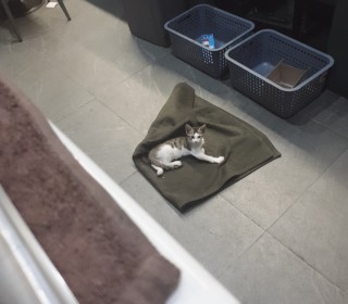 한국 고양이 무료분양