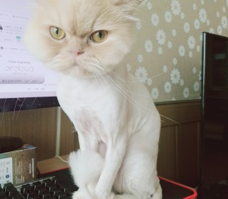 페르시안 무료분양