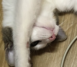 한국 고양이 무료분양