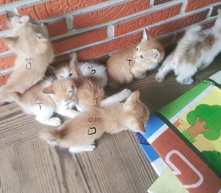 한국 고양이 무료분양