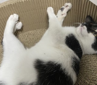 한국 고양이 무료분양