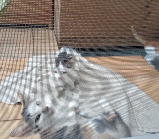  무료분양