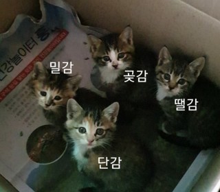 한국 고양이 무료분양