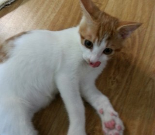 한국 고양이 무료분양