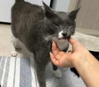 기타 무료분양