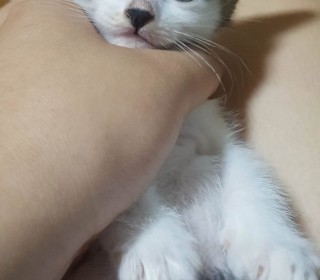한국 고양이 무료분양