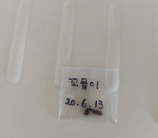 한국 고양이 무료분양