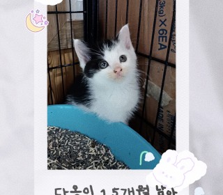 한국 고양이 무료분양
