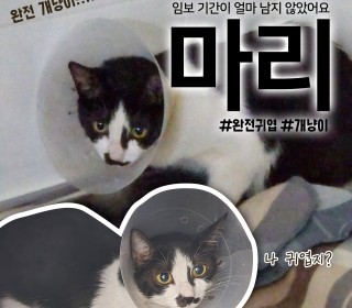 한국 고양이 무료분양