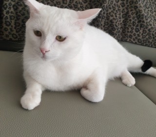 한국 고양이 무료분양
